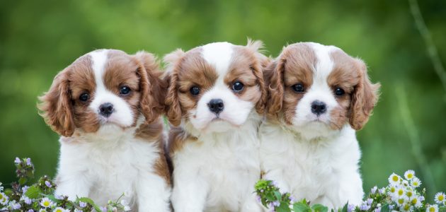 10 Best Dog Breeds for First-Time Owners