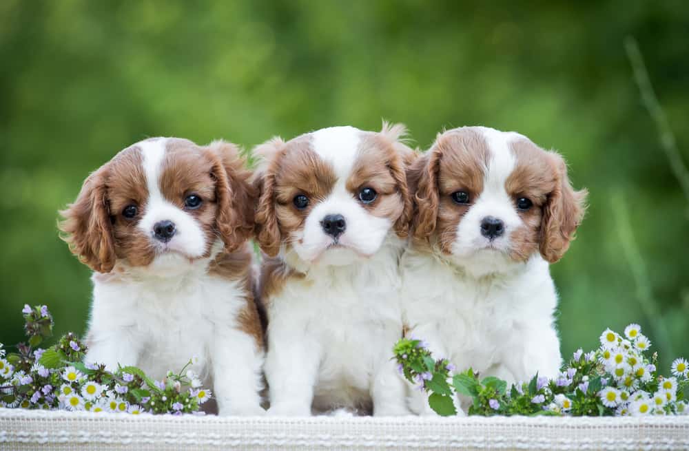 10 Best Dog Breeds for FirstTime Owners PetMag