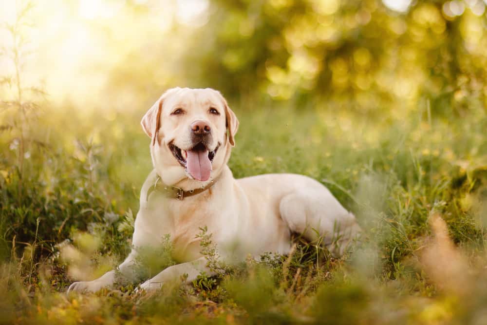 happy labrador retriever in nature