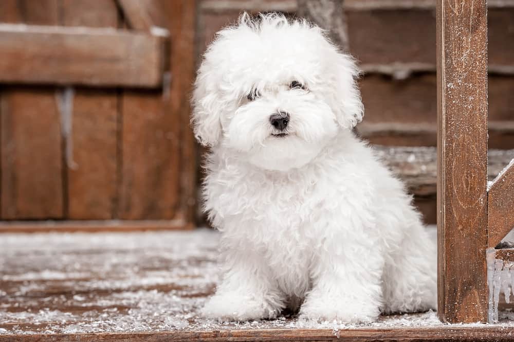 bichon frise in snowy wooden house