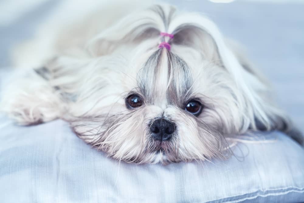 cute shih tzu on the bed