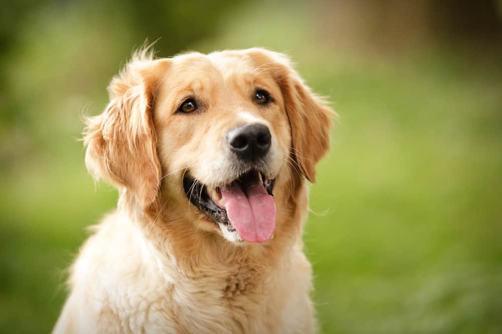 happy golden retriever portrait