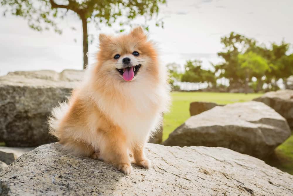 happy pomeranian on a rock