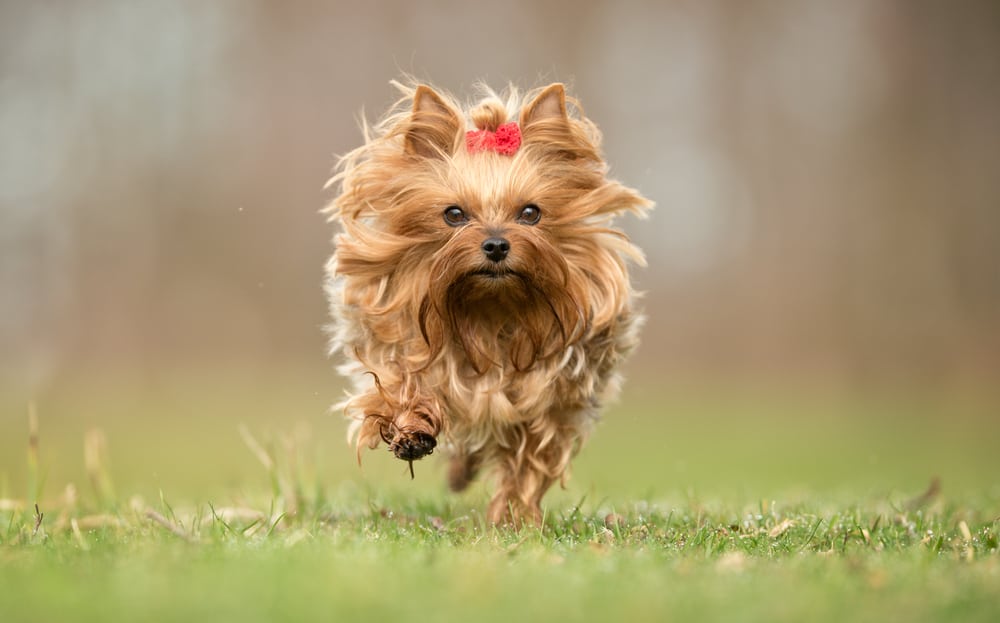 yorkshire terrier running in the grass
