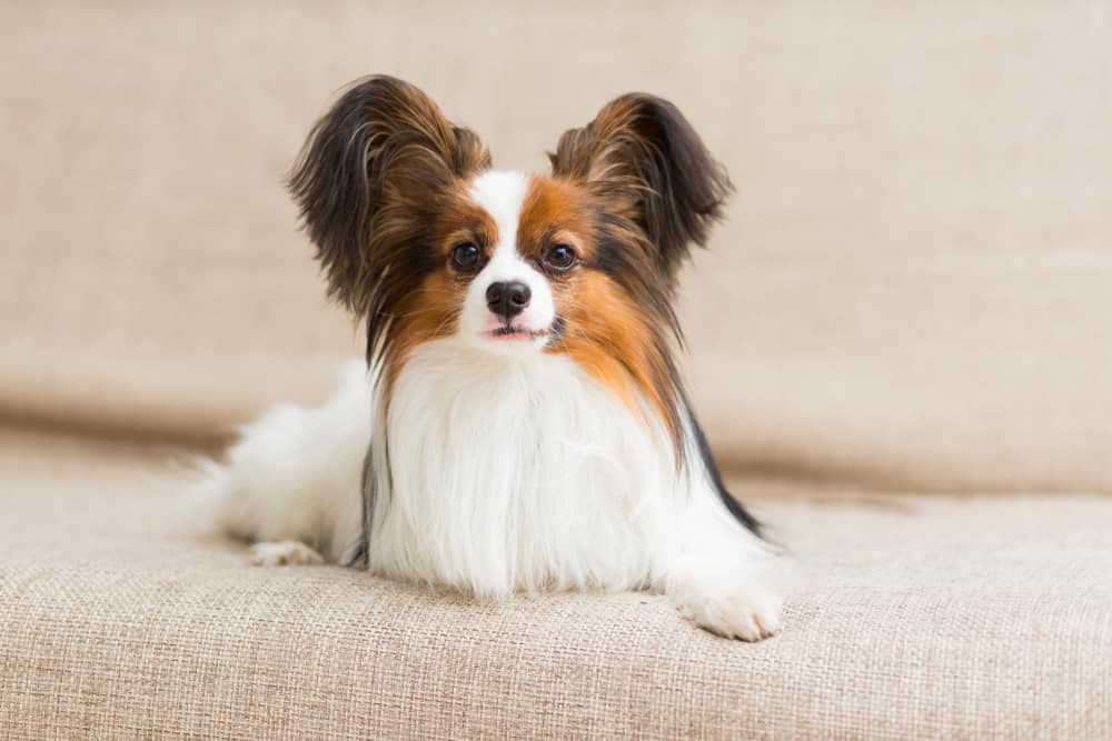 papillon on the couch