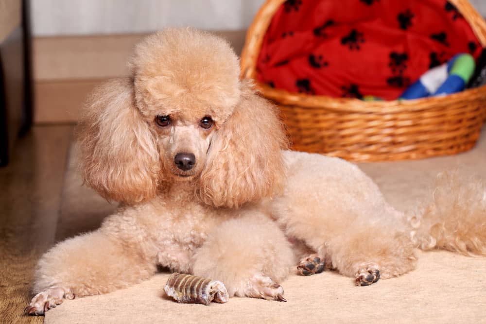 miniature poodle lying on the carpet