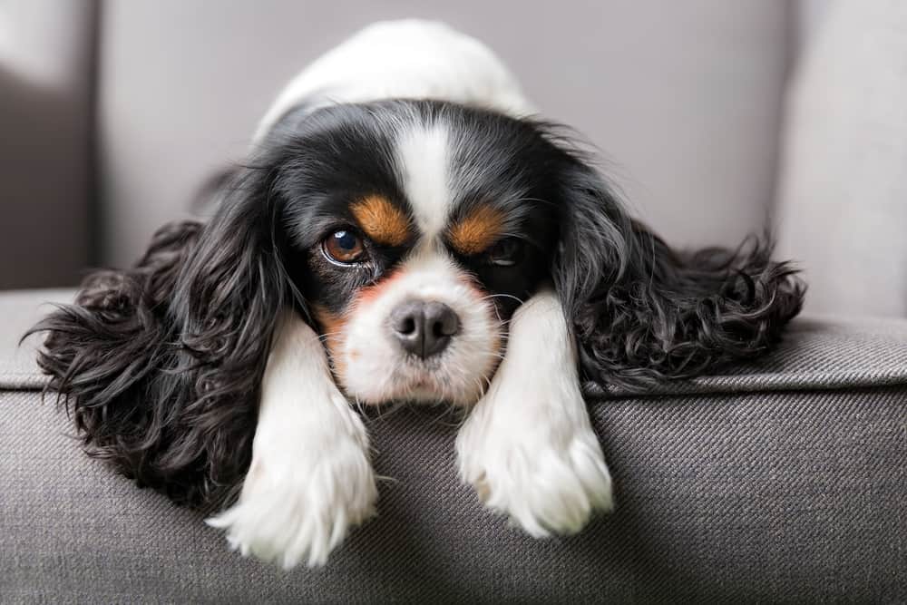 cavalier king charles spaniel portrait on the couch