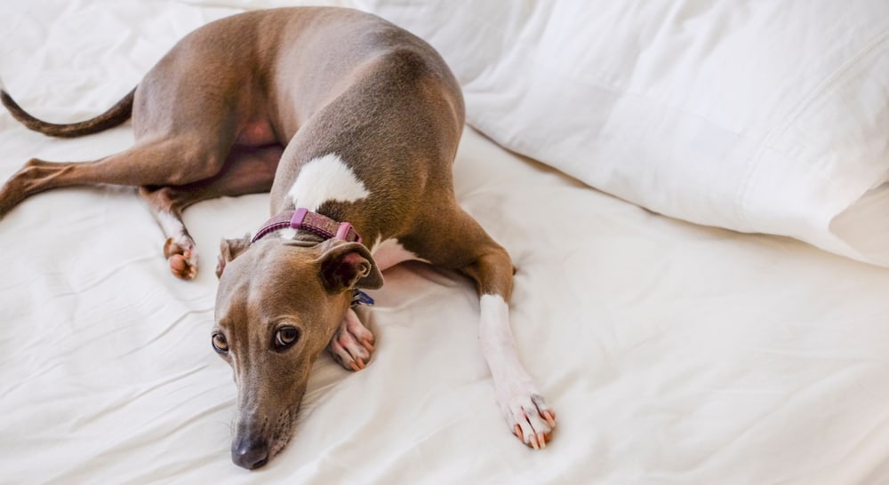 greyhound on the bed