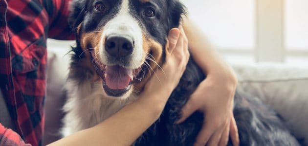 10 Best Dog Breeds to Help People With Anxiety