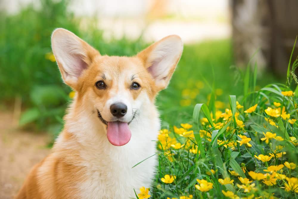 happy Welsh corgi sitting next to flowers