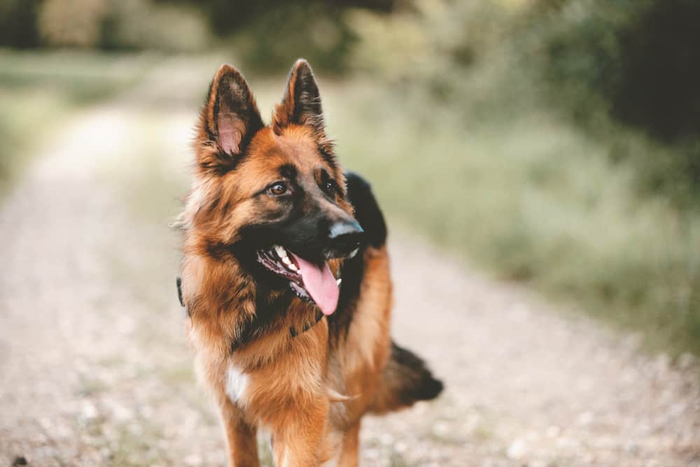 german shepherd walking on a nature trail