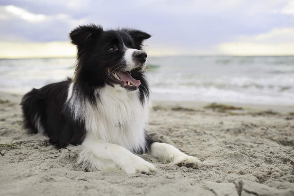 black and white border sitting on the beach