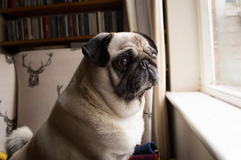 pug looking out a window