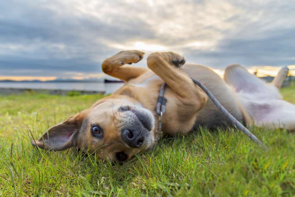 dog on a leash rolling in grass