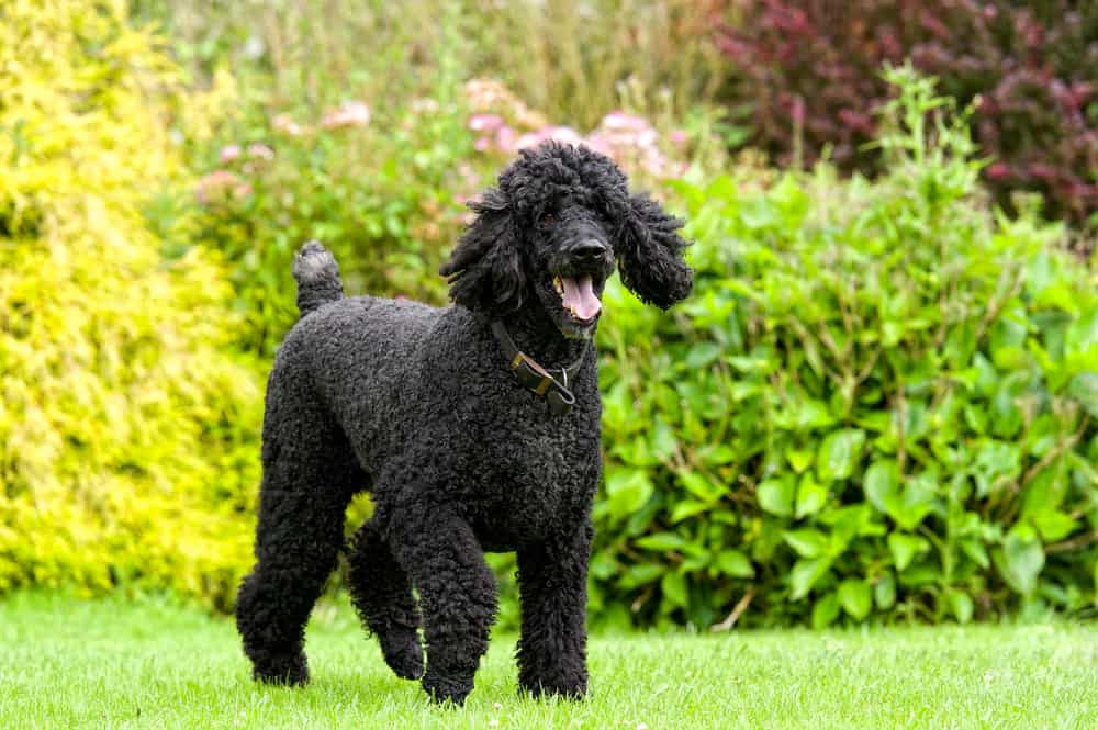 black standard poodle walking in a garden
