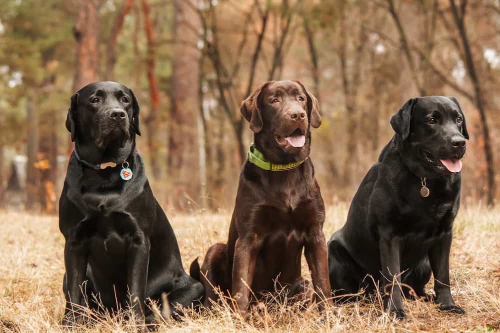 two black labradors and a chocolate labrador sitting in a forest