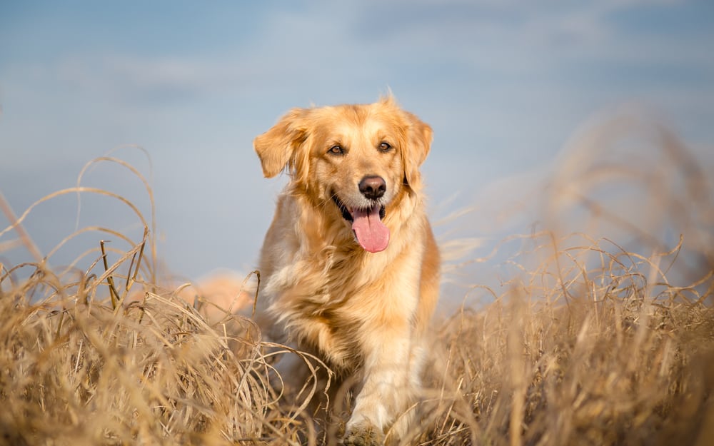 happy golden retriever running through a field