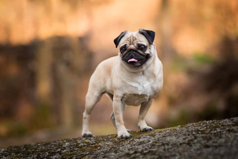 pug standing on a log