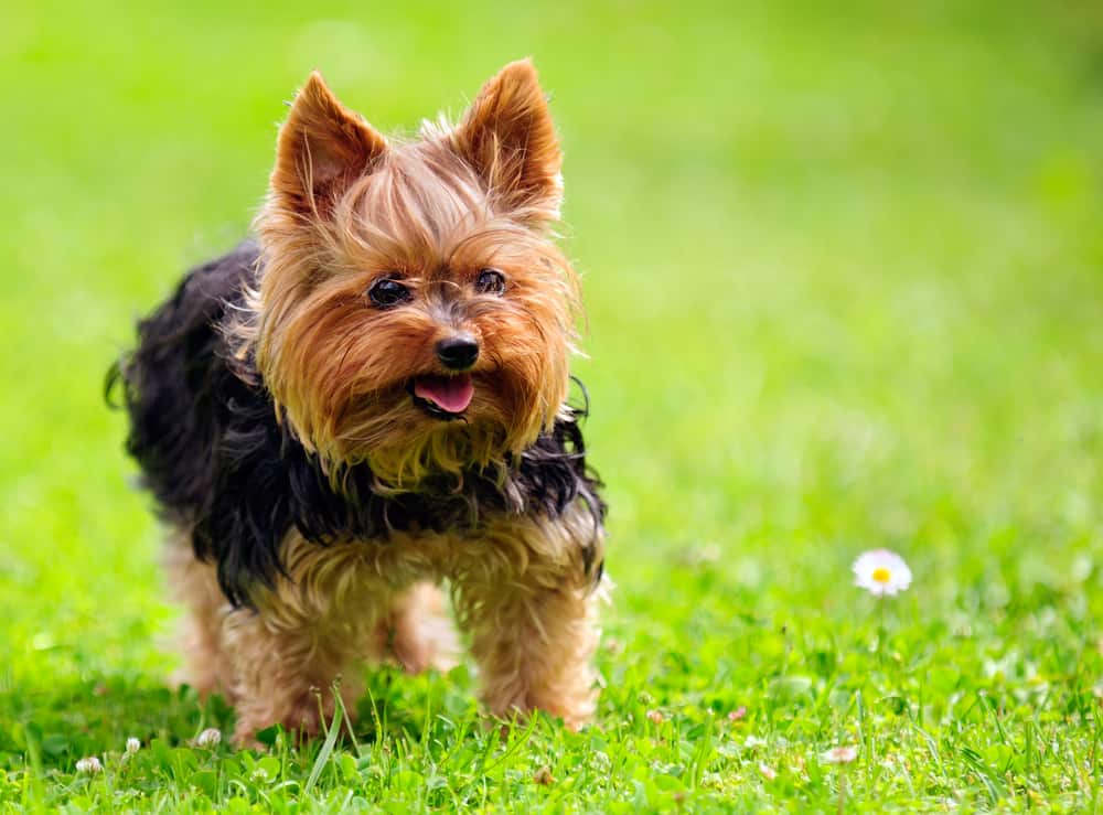 Yorkshire terrier standing in a garden