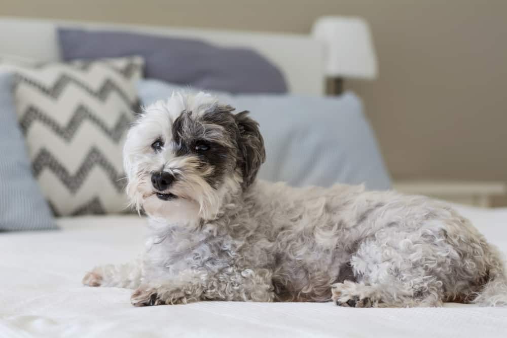 black and white Havanese sitting on a bed