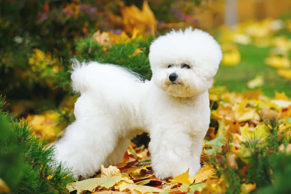 white bichon frise standing among leaves