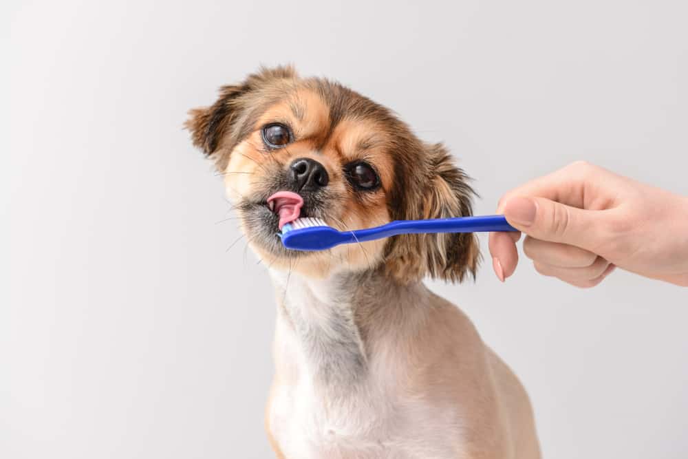 How To Brush A Puppy S Hair At Louise Baker Blog