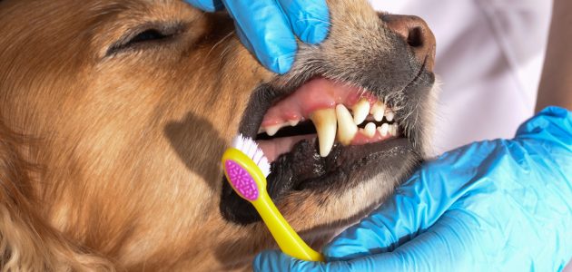 A Complete Guide to Brushing Your Dog’s Teeth