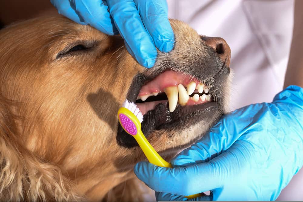 assignment dog teeth cleaning
