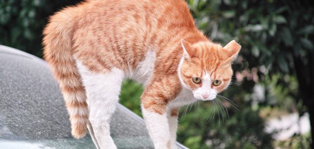 Understanding How & Why Cats Arch Their Backs