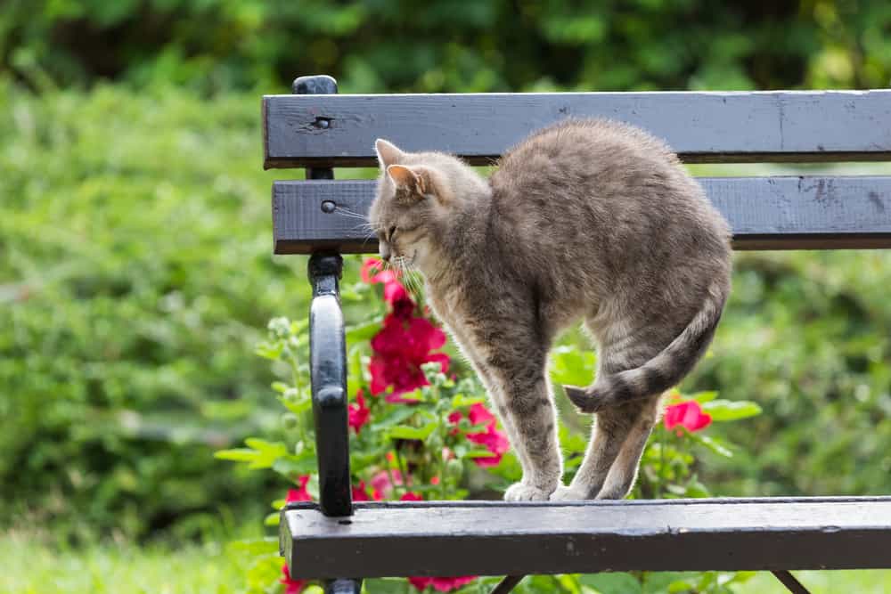 relaxed cat arching back to stretch