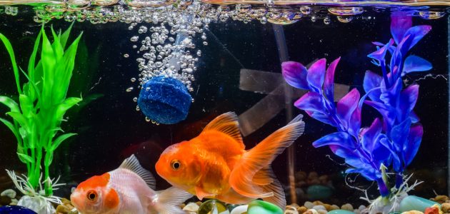 The 10 Best Aquarium Air Stones to Buy in 2023