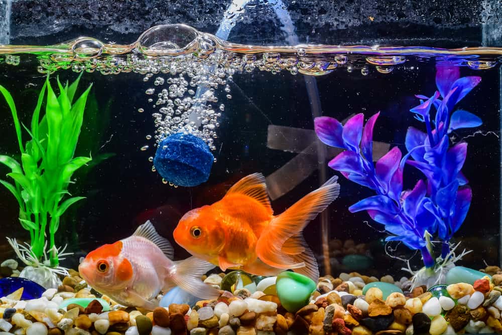 The 10 Best Aquarium Air Stones to Buy in 2024 PetMag