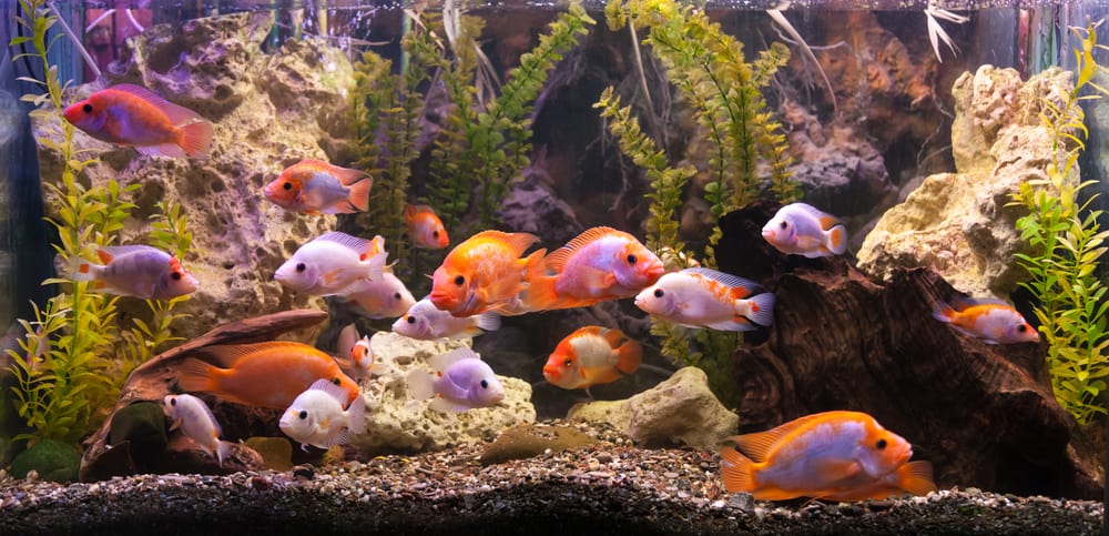 aquarium with fish