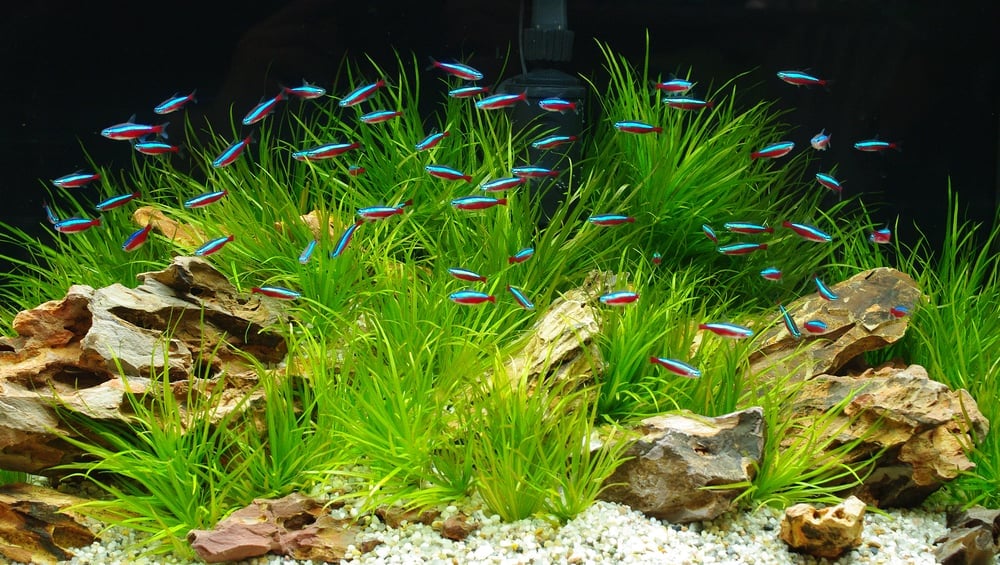 neon tetras