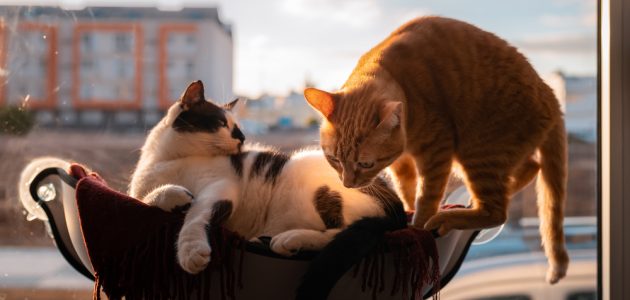 The 10 Best Cat Hammocks to Buy in 2023