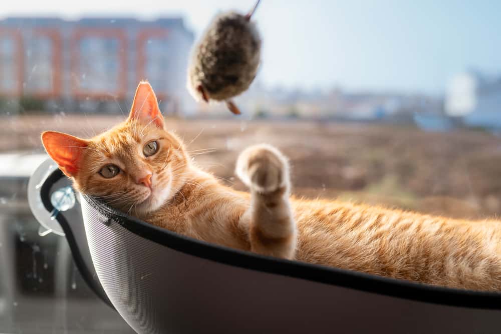 cat playing on hammock
