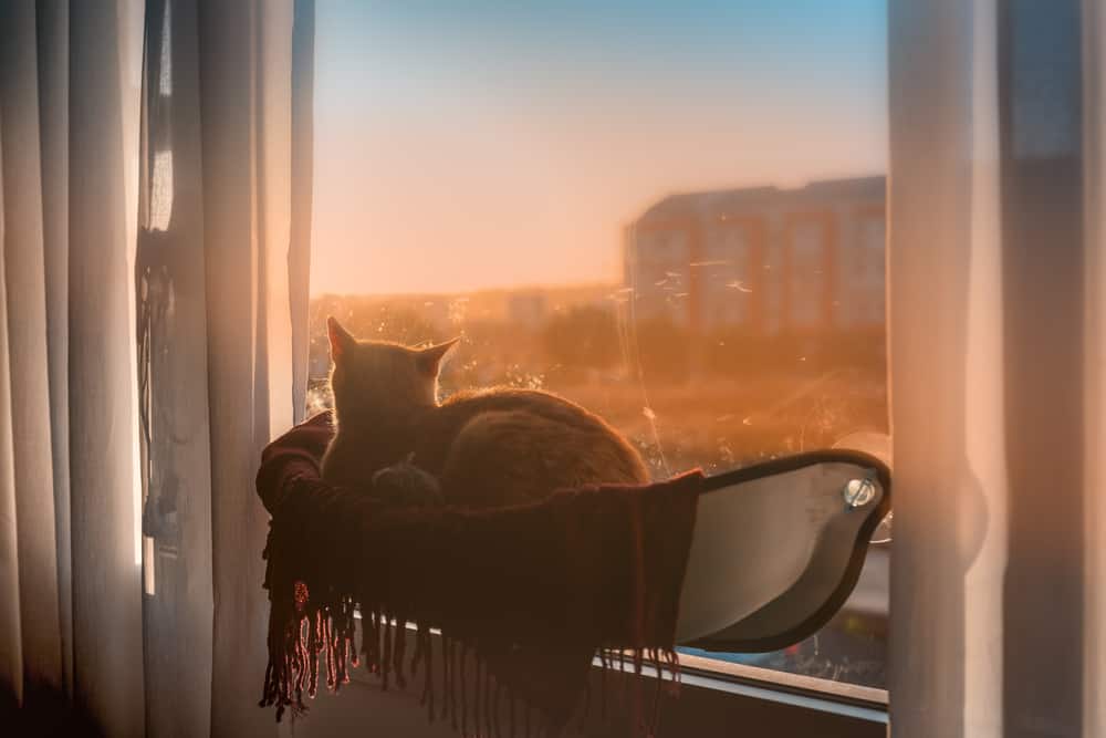 cat on hammock looking out window