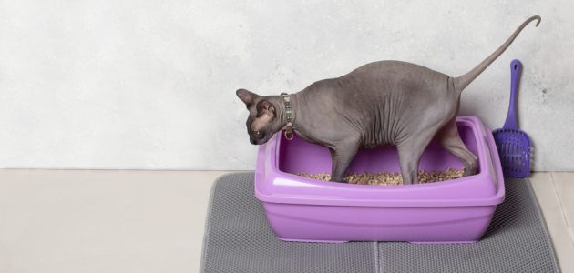 The 10 Best Cat Litter Mats to Buy in 2021 - PetMag