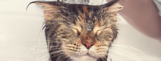 The 10 Best Cat Shampoos to Buy in 2024