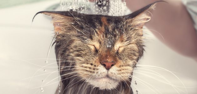 The 10 Best Cat Shampoos to Buy in 2024