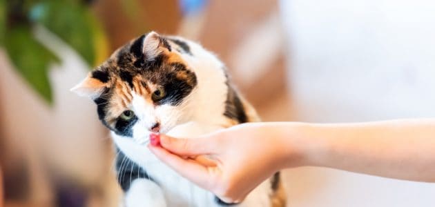 The 10 Best Cat Treats to Buy in 2024