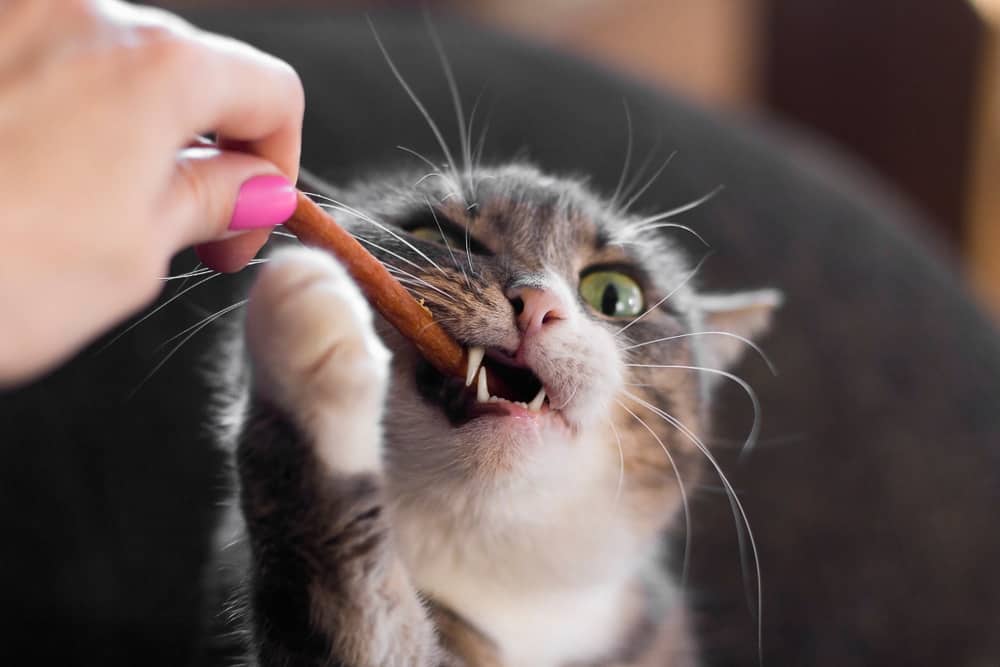 cat treat stick