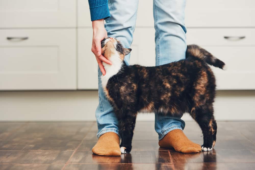 owner petting happy cat