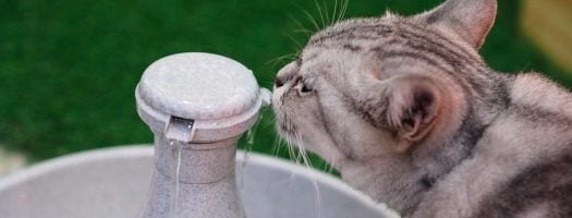 The 10 Best Cat Water Fountains to Buy in 2022
