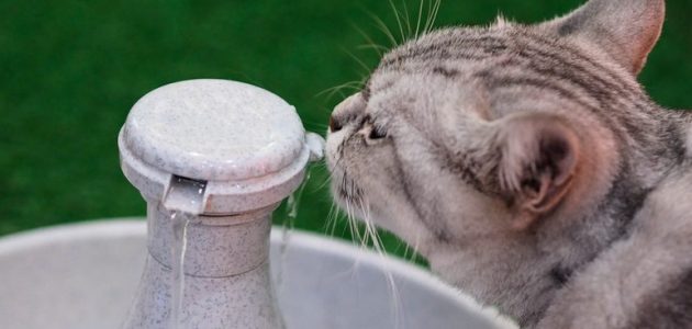 The 10 Best Cat Water Fountains to Buy in 2021