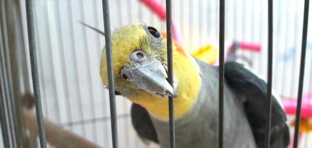 The 10 Best Cockatiel Toys to Buy in 2024