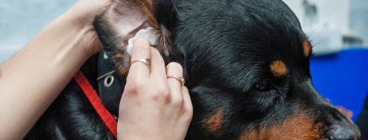 The 10 Best Dog Ear Cleaners to Buy in 2023