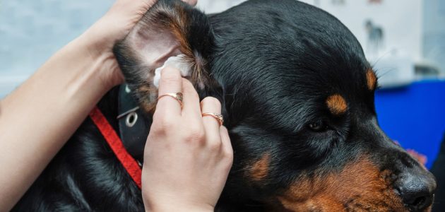 The 10 Best Dog Ear Cleaners to Buy in 2024