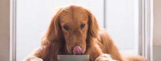 The 10 Best Dog Food Toppers to Buy in 2023