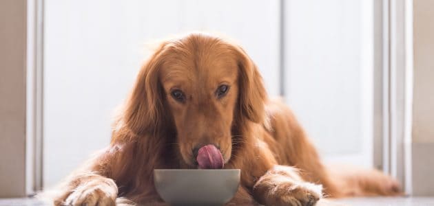 The 10 Best Dog Food Toppers to Buy in 2024